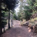 Waldweg mit Bäumen und Steinen. Natürlicher Pfad durch dichten Wald.