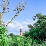 Roter Leuchtturm sichtbar durch grüne Bäume und Sträucher unter blauem Himmel.