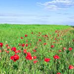 Ein Feld mit roten Mohnblumen neben einer Straße unter blauem Himmel.