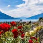 Red and white roses bloom before a lake with mountains in the background.
