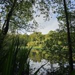A calm lake in the woods with trees and reflective water surface.