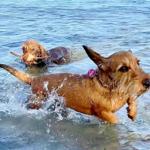 Hunde erlaubt