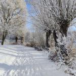 Snow-covered path between snow-covered trees and shrubs near water.