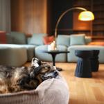 Ein Hund schläft auf einem Sitzkissen. Im Hintergrund befindet sich ein Sofa mit Kissen.