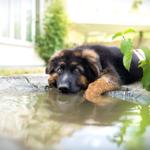 Ein deutscher Schäferhund liegt im Wasserbecken und schaut in die Kamera.