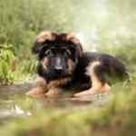 Ein deutscher Schäferhundwelpen liegt im Wasser und blickt in die Kamera.