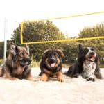 Bis zu 5 Hunde sind herzlich willkommen