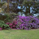 Vor dem Haus blühen lila und rosa Rhododendronsträucher unter hohen Bäumen.