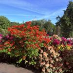 Bunte Blumenhecken vor einem gepflegten Garten mit Bäumen und blauem Himmel.