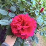 Eine Hand hält eine leuchtend rote Rose mit grünen Blättern im Hintergrund.