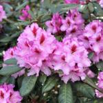 Blütenstände mit rosa Rhododendronblüten und grünen Blättern