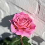 Eine rosa Rose blüht vor einer weißen Steinmauer.