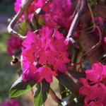 Ein Bienenflug zwischen leuchtend pinken Blüten und grünen Blättern an einem sonnigen Tag.