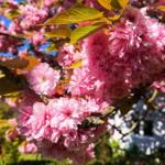 Kirschblütenbaum mit rosa Blüten und grünen Blättern vor blauem Himmel.