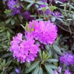 Violette Rhododendrenblüten mit grünen Blättern im Garten