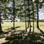 Wooden table under trees with view of field and sun.