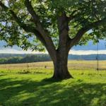 Glasdach mit Sitzgelegenheiten und Esstisch. Blick auf grüne Landschaft.