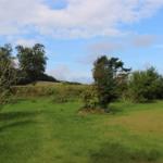 Grünes Feld mit Bäumen und einem Strauch mit roten Beeren unter blauem Himmel.