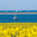 Ein Feld mit gelben Blumen, ein Pfad und ein blauer Himmel mit Wolken.