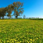 Landschaft