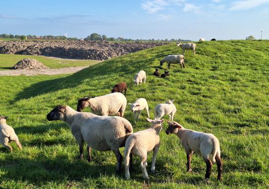 Image 21