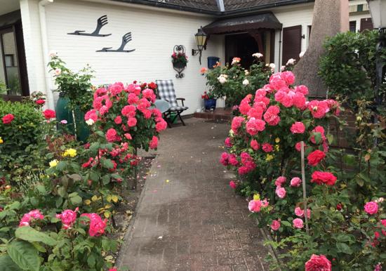 Image 16