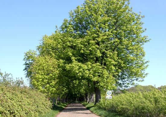 Image 32