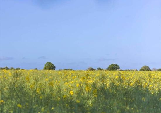 Image 27