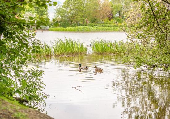 Image 29