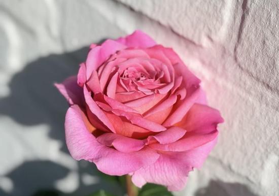 Image 23